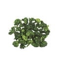 Factory Hot Sales broccoli price with direct sale